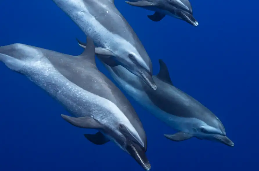 Oahu Dolphin Excursion