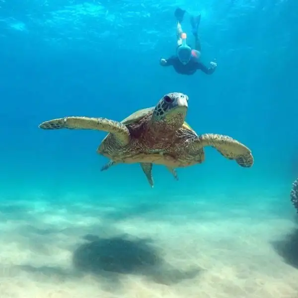 Waikiki Turtle Snorkel Tour: 30ft Jumping Platform & Multi-Level Boat Thrills