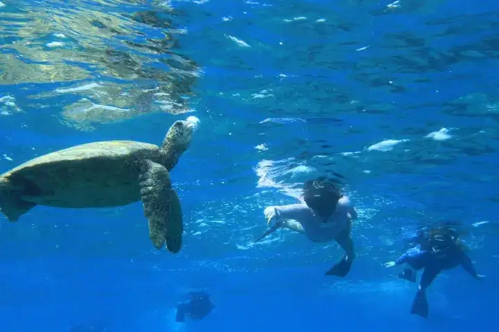 Waikiki Turtle Canyon Snorkel Cruise: Swim with Sea Turtles & Cultural Tour