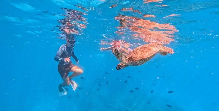 Waikiki Turtle Canyons Snorkel Excursion: Swim with Sea Turtles