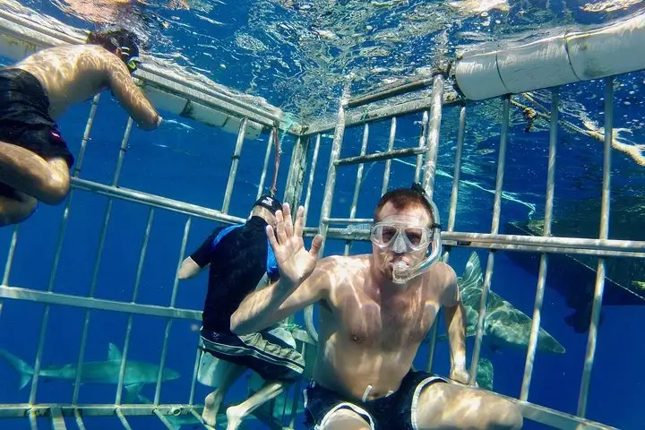 North Shore Shark Dive