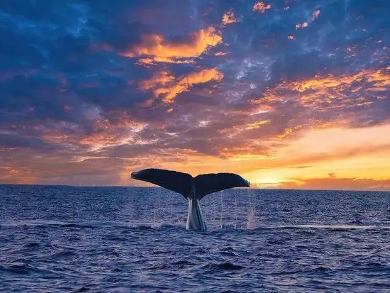 Sunset Whale Watch