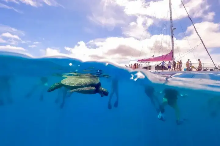 Waikiki Turtle Canyon Snorkel Tour: 2-Hour Inner Reef Sea Turtle Adventure