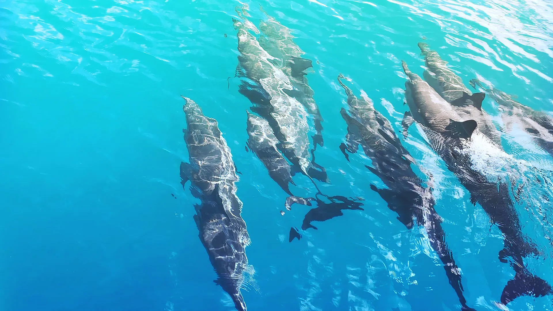 Dolphin Encounter Tour