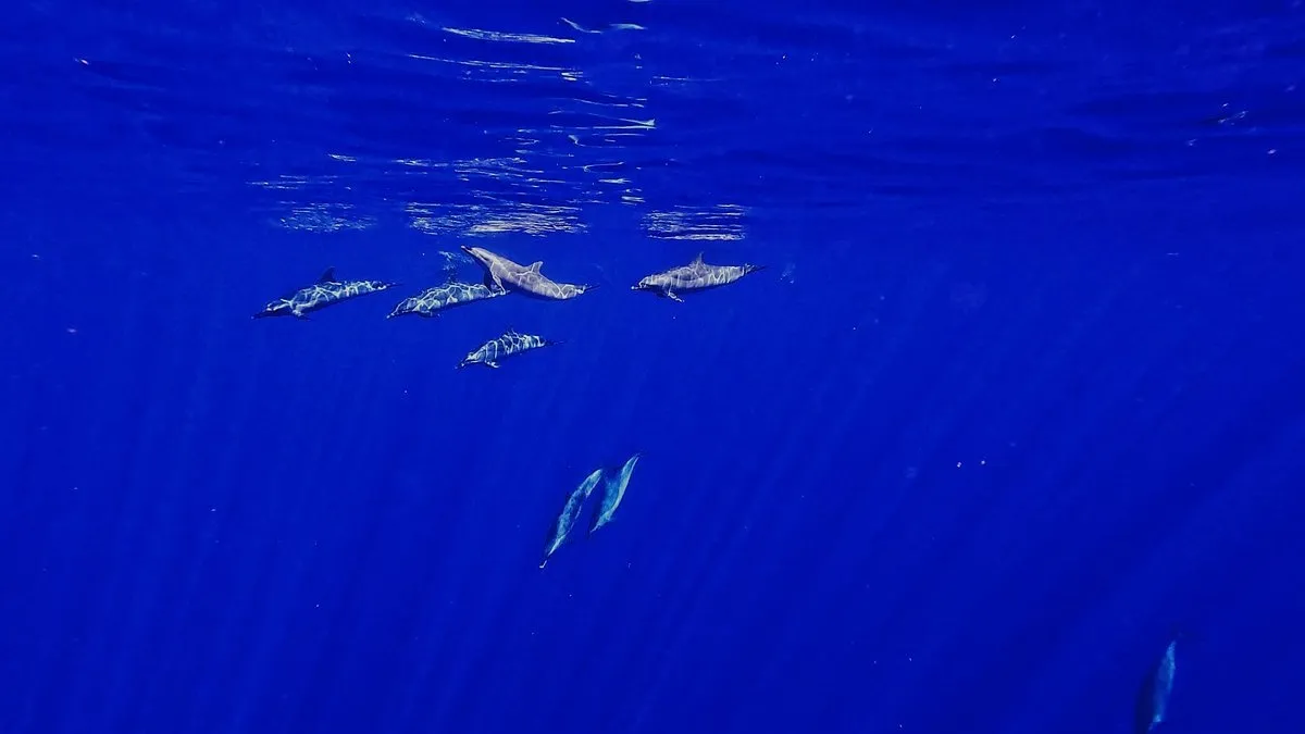 Oahu Dolphin Excursion - photo 2
