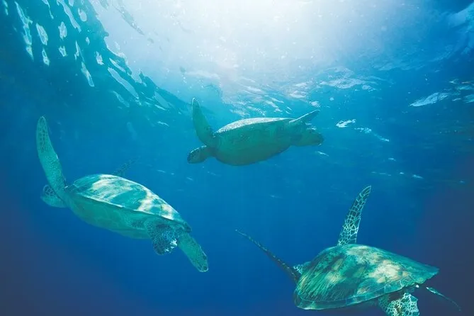 Oahu Dolphin Excursion - photo 3