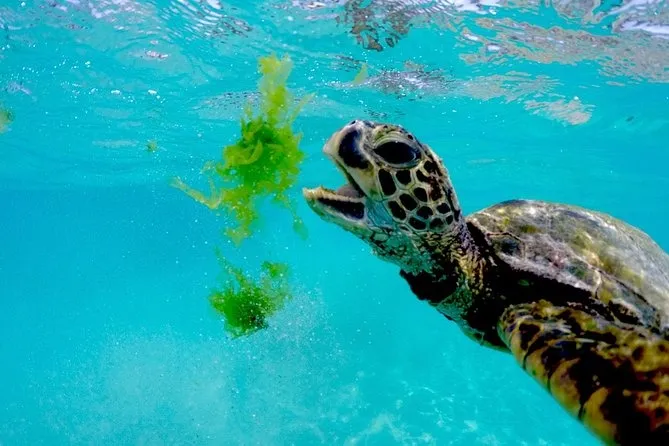 Oahu Dolphin Excursion - photo 4