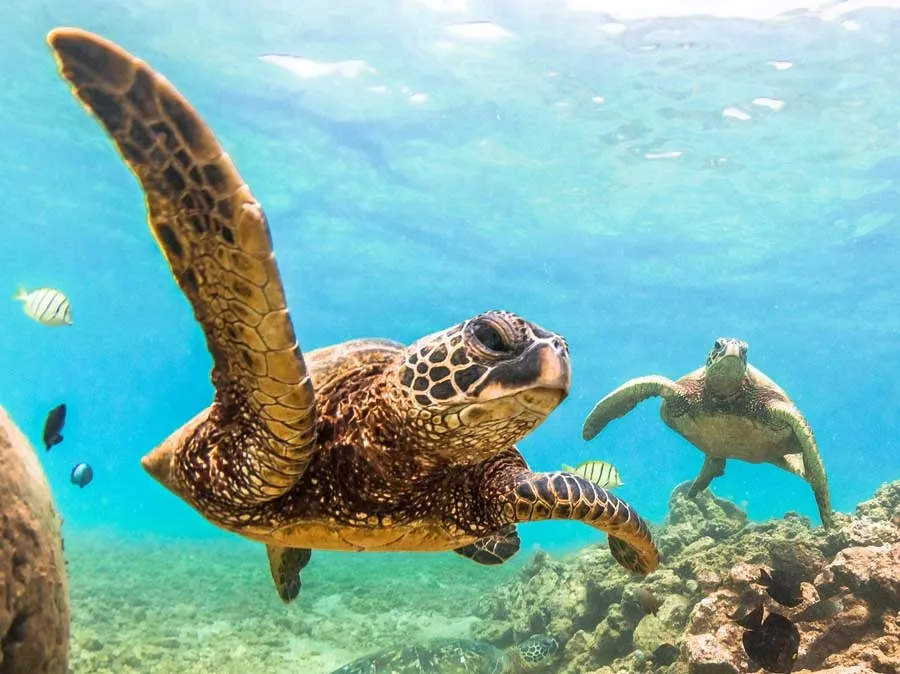 Oahu Midday Snorkel Tour: Turtle Canyon, Lunch, & Seasonal Whale Watching - photo 1