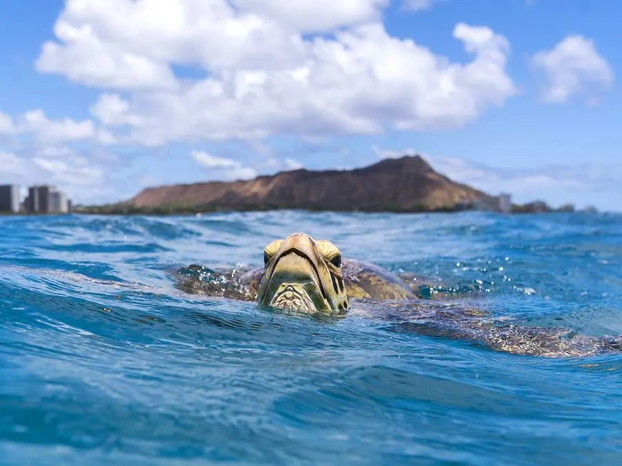 Oahu Midday Snorkel Tour: Turtle Canyon, Lunch, & Seasonal Whale Watching - photo 3