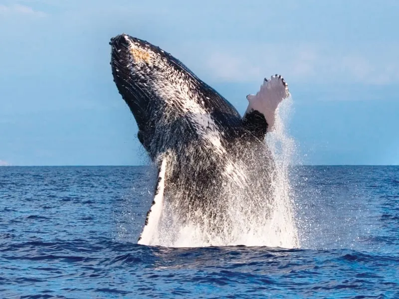 Waikiki Deluxe Whale Watch Sail - photo 2