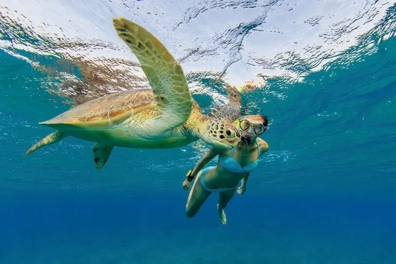 Oahu North Shore Turtle Snorkel & Circle Island Adventure - Local Encounters