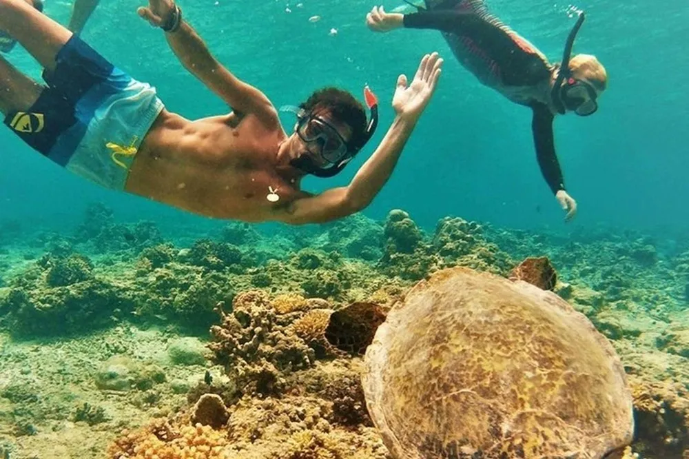 Oahu North Shore Turtle Snorkel & Circle Island Adventure - Local Encounters - photo 3
