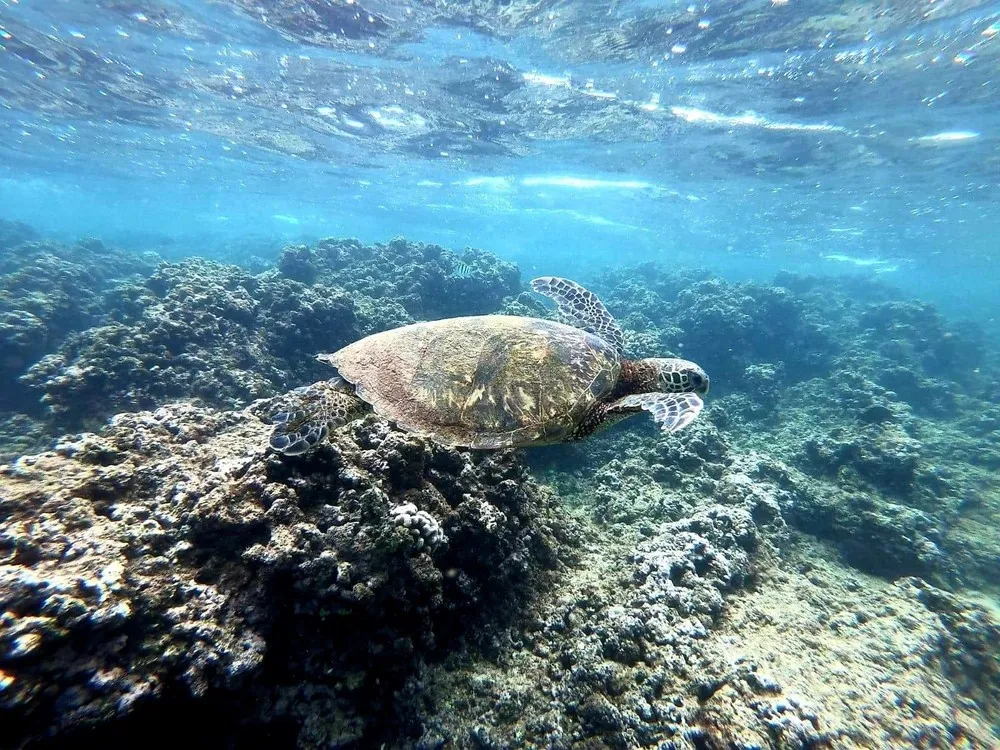 Oahu North Shore Turtle Snorkel & Circle Island Adventure - Local Encounters - photo 4