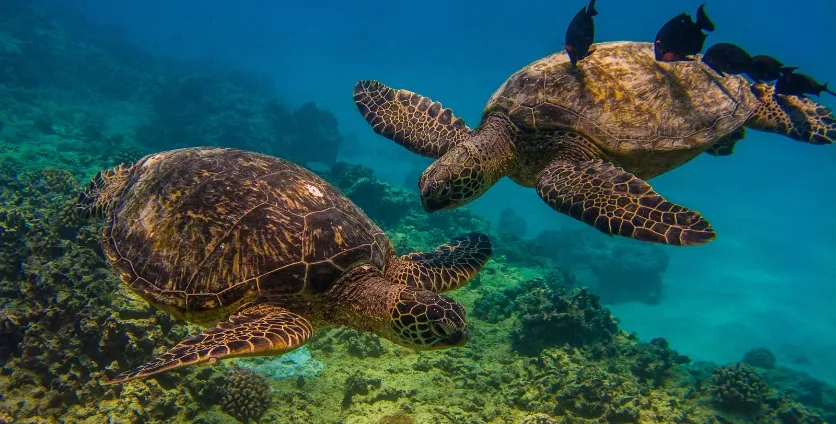 Waikiki Turtle Canyons Snorkel Excursion: Swim with Sea Turtles - photo 1