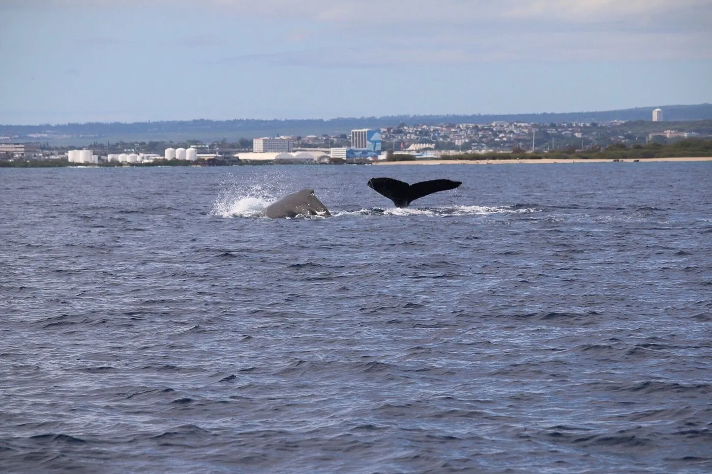 Waikiki Sunset Whale Watch - photo 3