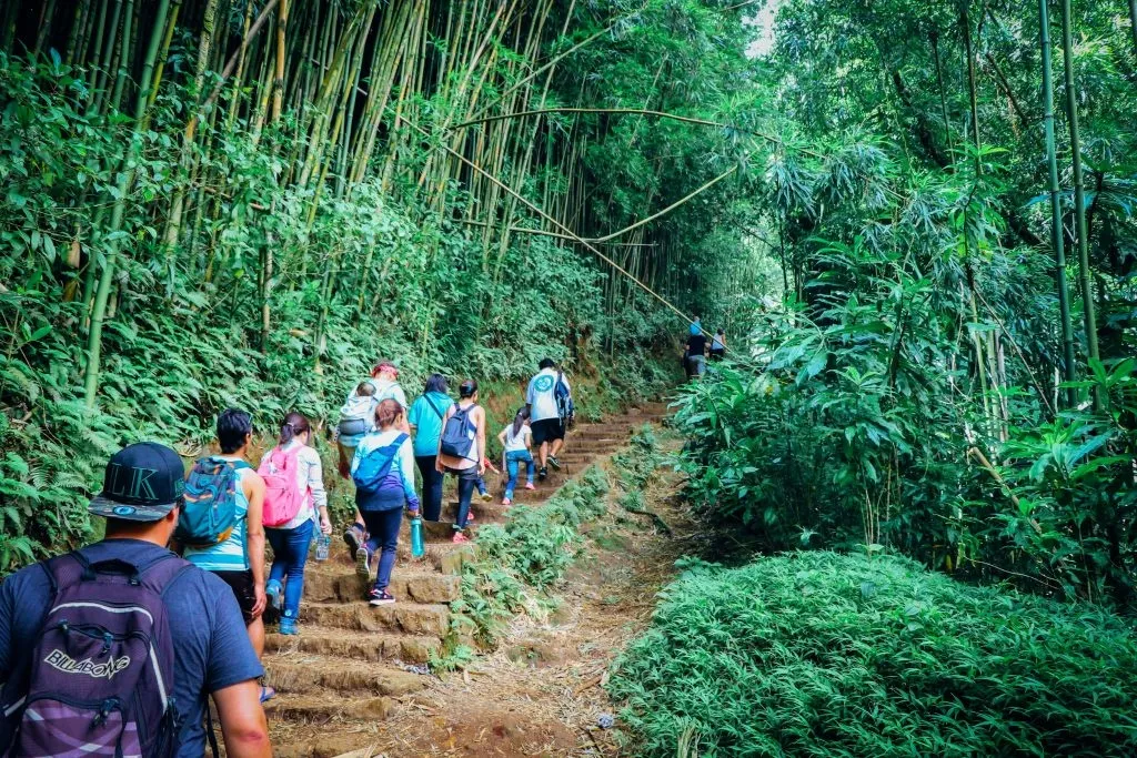 Nature & Culture: Manoa Falls Adventure - Lush Jungle Hike near Waikiki