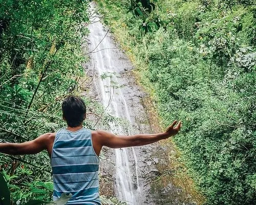 Nature & Culture: Manoa Falls Adventure - Lush Jungle Hike near Waikiki - photo 2