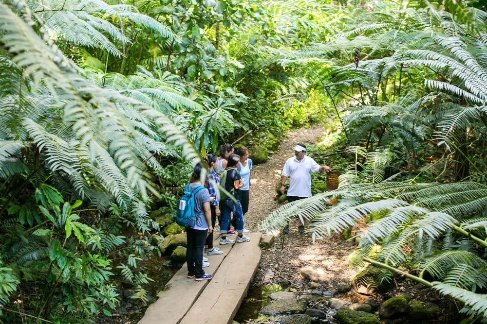 Nature & Culture: Manoa Falls Adventure - Lush Jungle Hike near Waikiki - photo 5