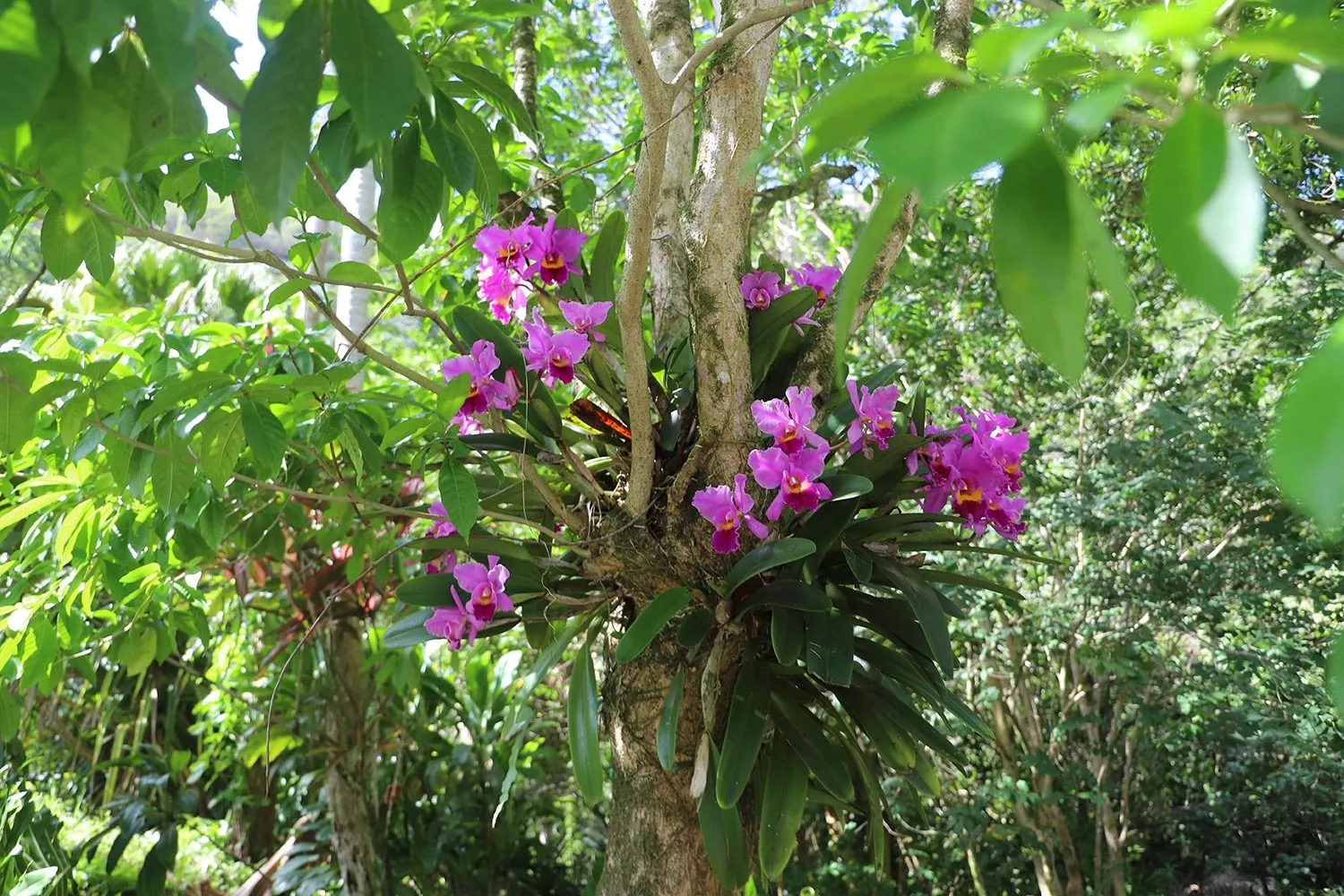 Oahu Waimea Waterfall Hike & Swim Tour with Dole Whip and Picnic Lunch - photo 6