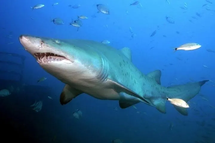 North Shore Shark Dive - photo 1
