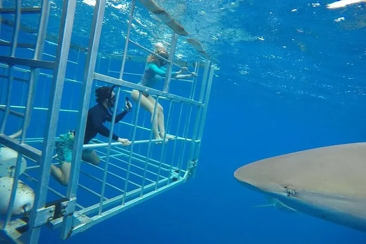 North Shore Shark Dive - photo 2