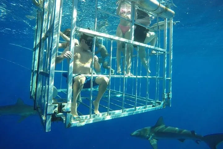 North Shore Shark Dive - photo 3