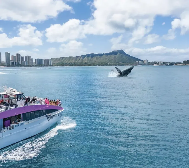 Waikiki Whale Watching