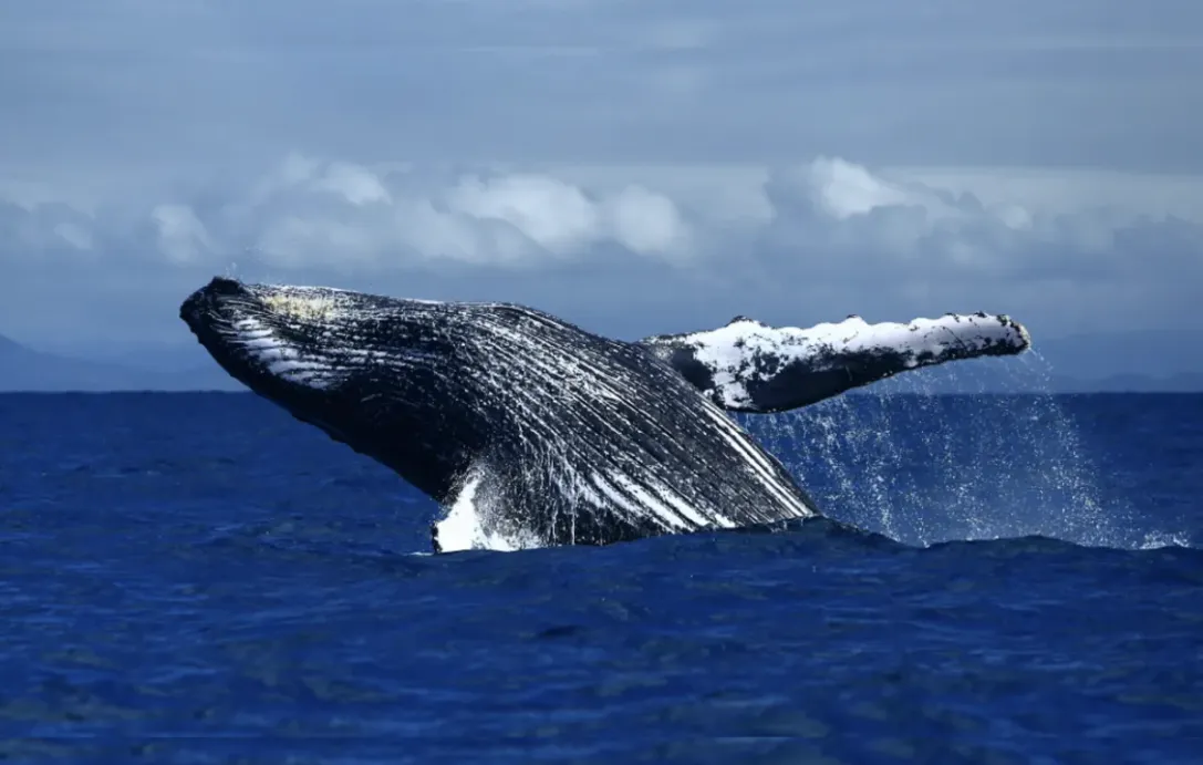 Waikiki Whale Watching - photo 2