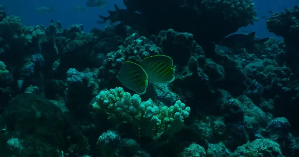 Hanauma Bay Snorkeling Tours & Lessons: Oahu Guided Snorkeling Experience - photo 2