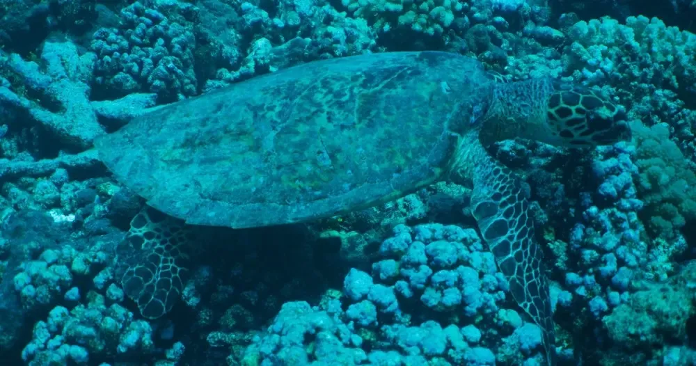 Hanauma Bay Snorkeling Tours & Lessons: Oahu Guided Snorkeling Experience - photo 3