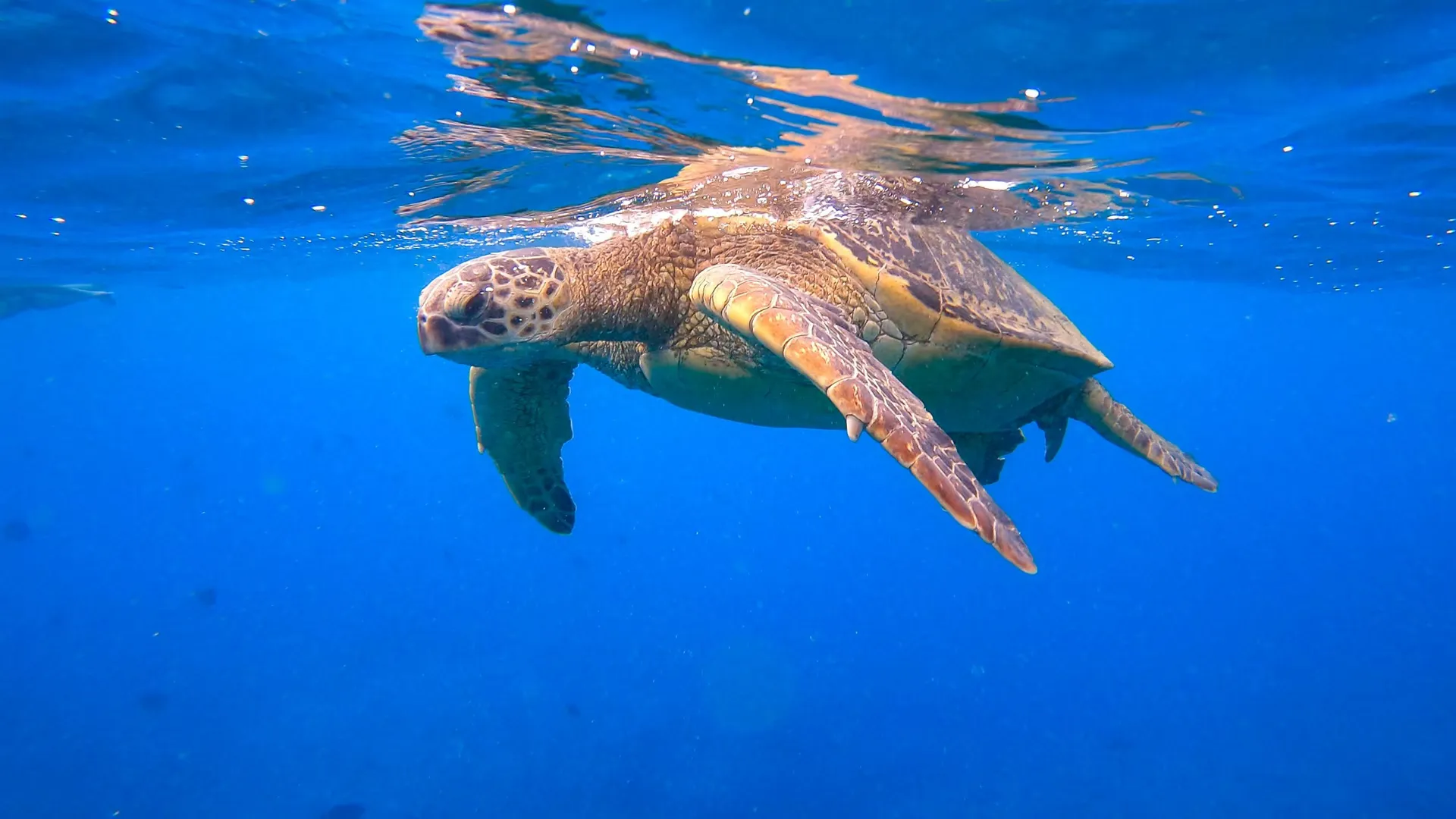 Scenic Waikiki Snorkel Cruise: Luxury Sailing to Turtle Canyon & Skyline Views - photo 4