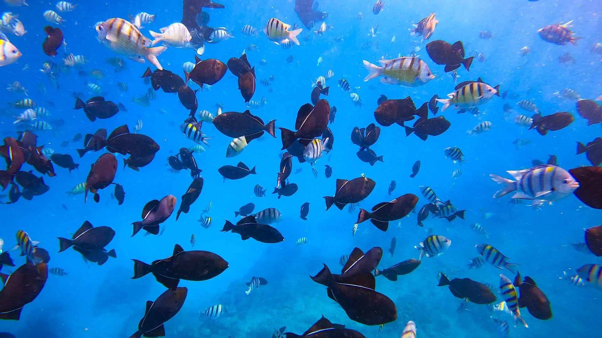 Scenic Waikiki Snorkel Cruise: Luxury Sailing to Turtle Canyon & Skyline Views - photo 5