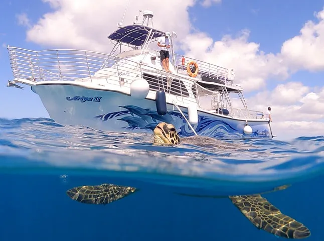 Oahu Marine Adventure: Snorkel with Sea Turtles, Reefs, and Hawaiian Chants - photo 1