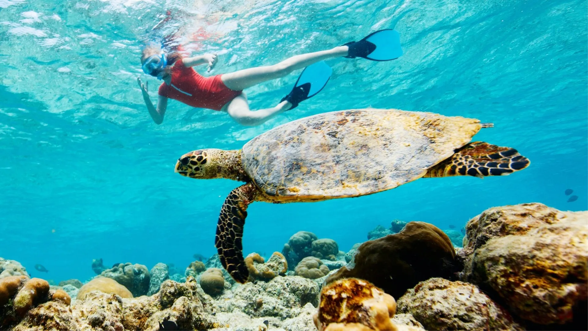 Oahu Marine Adventure: Snorkel with Sea Turtles, Reefs, and Hawaiian Chants
