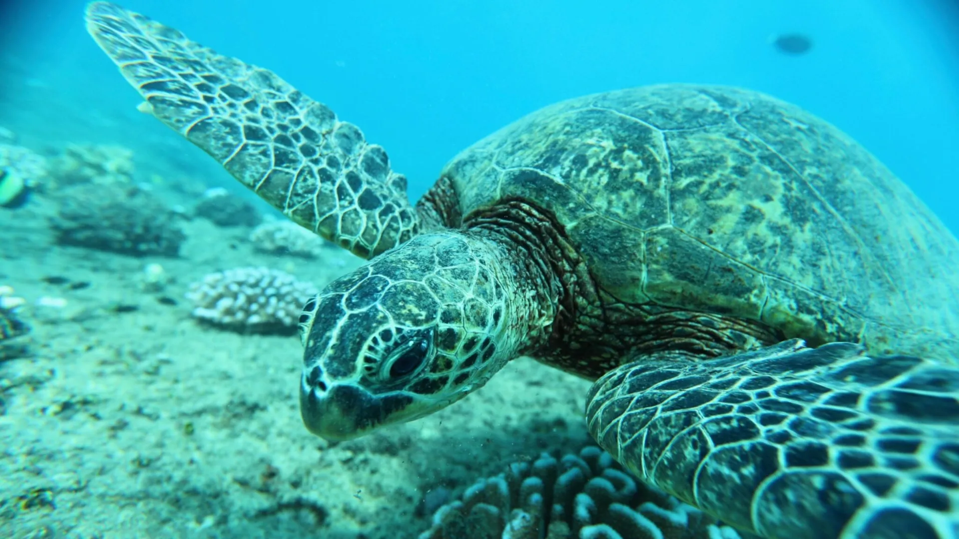 Oahu Marine Adventure: Snorkel with Sea Turtles, Reefs, and Hawaiian Chants - photo 3