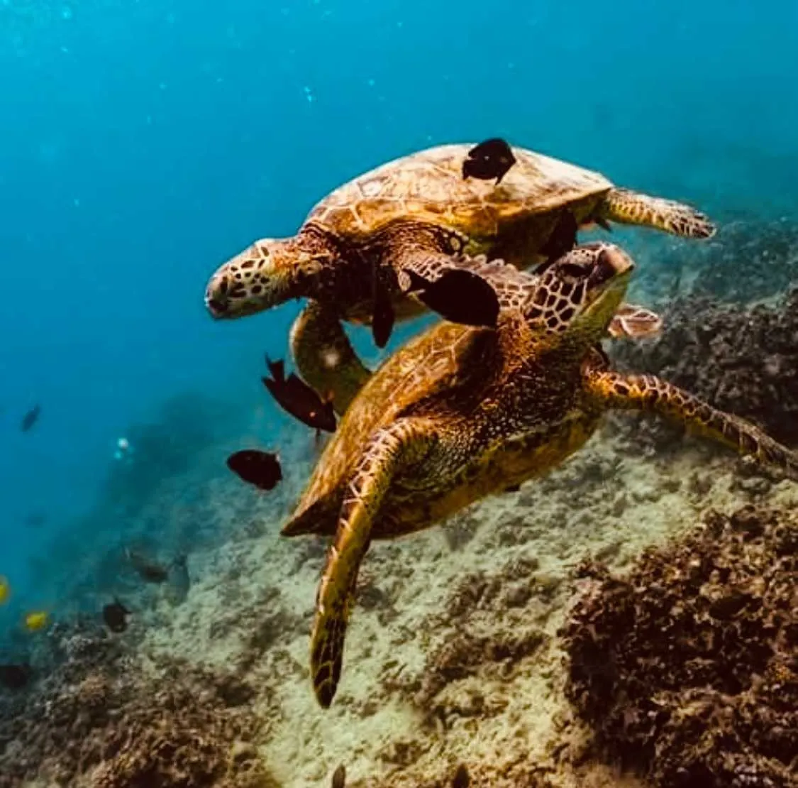 Oahu Sunrise Sail & Luxury Yacht Snorkel with Sea Turtles - photo 2