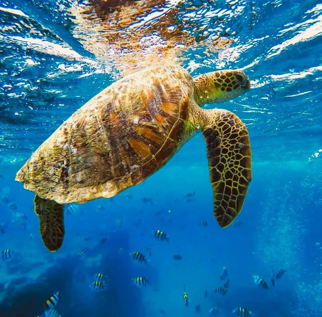Oahu Sunrise Sail & Luxury Yacht Snorkel with Sea Turtles - photo 3