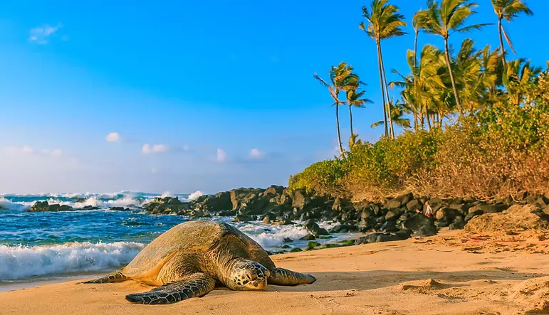 Oahu North Shore Food & Sightseeing Tour - Local Flavors & Hidden Gems