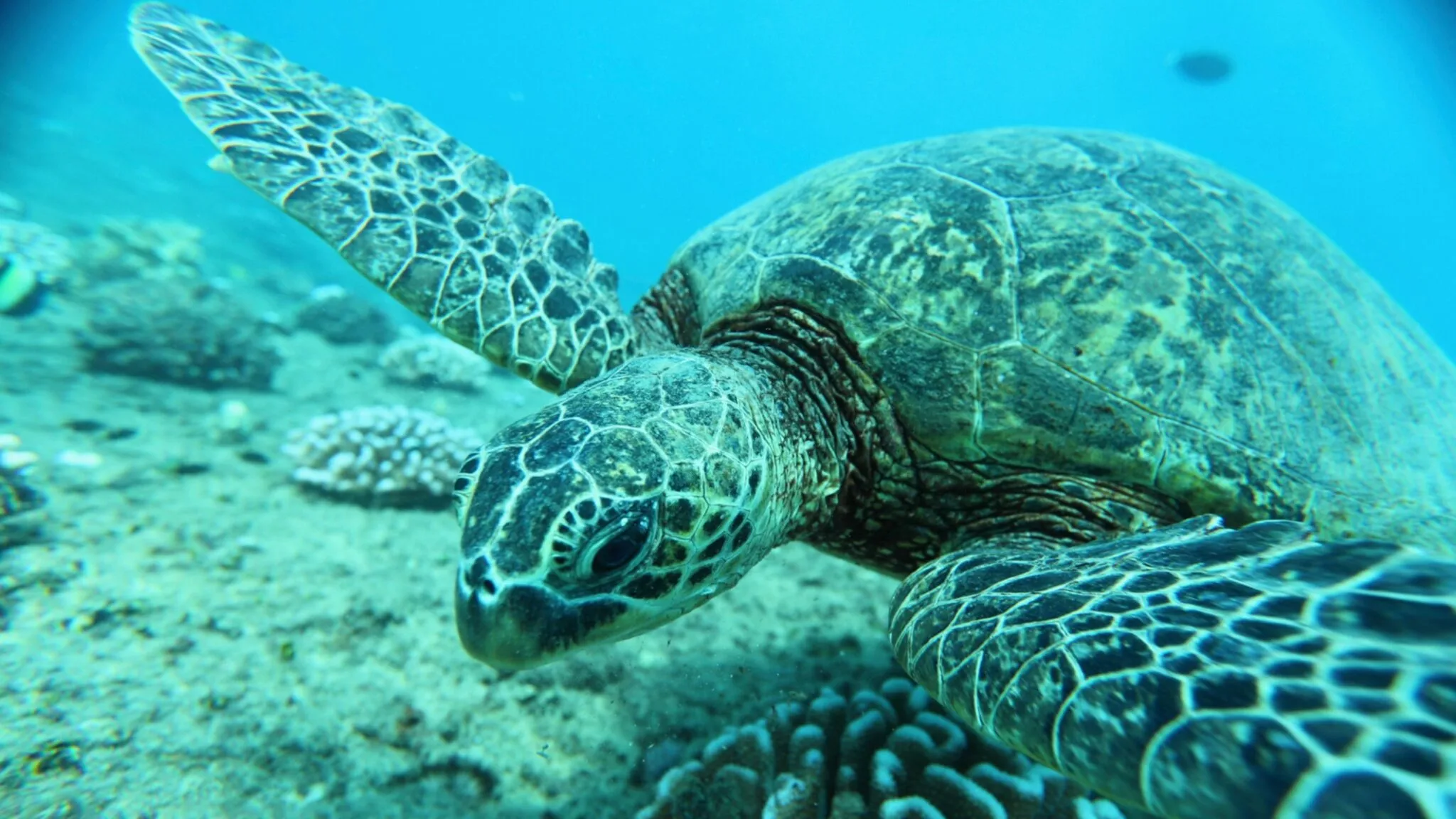 Oahu Marine Adventure: Snorkel with Sea Turtles, Reefs, and Hawaiian Chants - photo 3