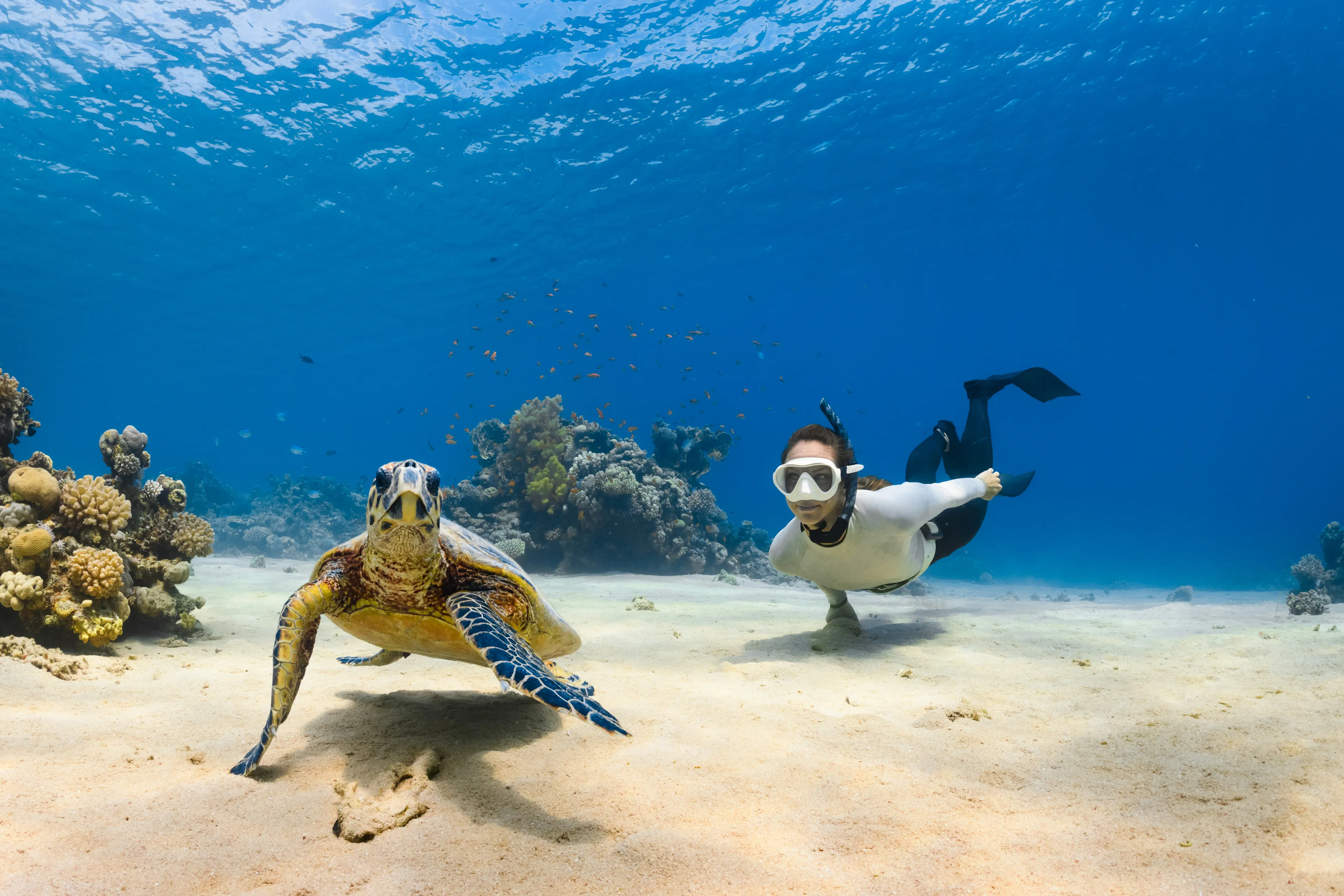 Sea turtle swimming in crystal blue Hawaii waters